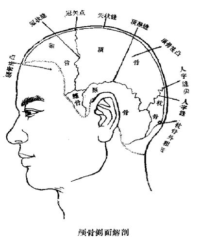 头皮标准分区和头部腧穴图