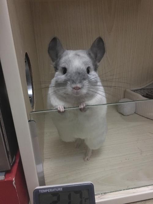 养龙猫两周年的心得