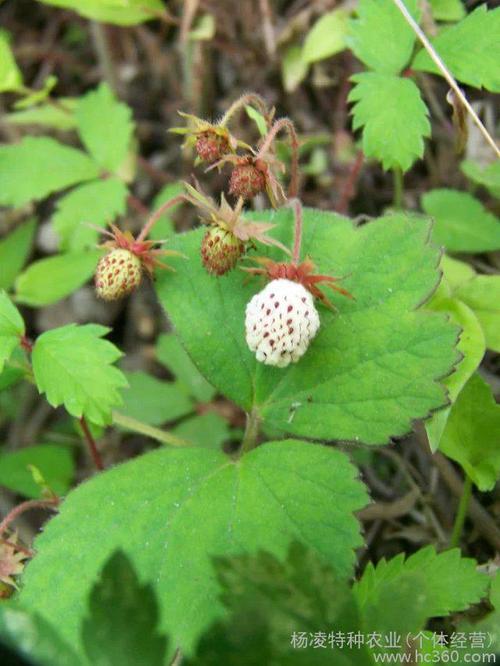 瓢儿,白草莓,陕南汉中市秦岭山野生草莓