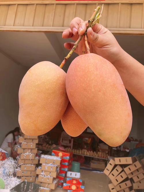 海南红玉芒玉文芒特大红芒果应季热带新鲜水果现摘现