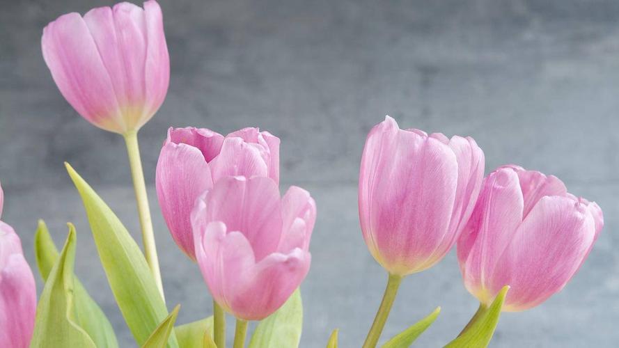 小清新鸟语花香粉色郁金香高清壁纸
