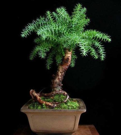 盆栽澳洲杉,养护"要点"记好,叶油绿不干尖,塑出一盆美盆景