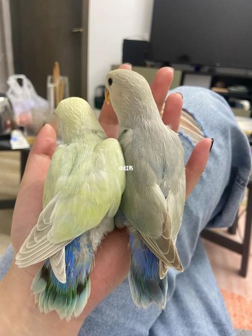 同框直观美桂和澳桂_鹦鹉_牡丹_手养牡丹鹦鹉_宠物