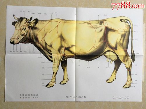牛体各部位置