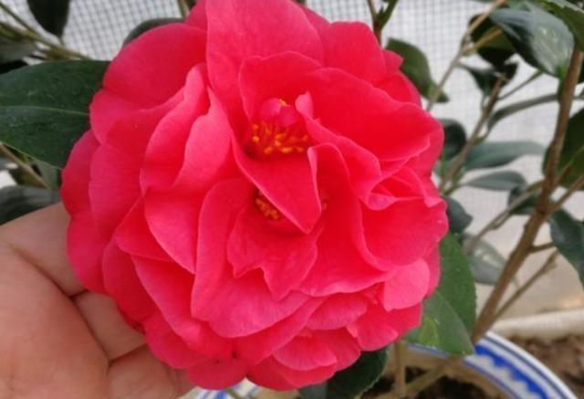 此款新品种茶花,40℃到零下20℃,均能适应良好,开花又