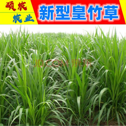 皇竹草 台湾甜象草 巨菌草 美国矮象草 桂牧一号 种芽