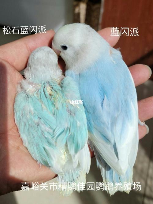 松石蓝闪派,蓝闪派_松石_鹦鹉_牡丹_手养牡丹鹦鹉_宠物_宠物其他