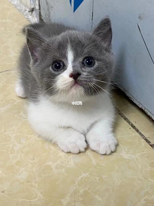 蓝白矮脚猫 英短蓝白猫幼猫 曼基康矮脚猫_矮脚猫_曼基康_英短_幼猫