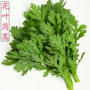 花叶茼蒿种子皇帝菜菊花菜高产春季四季播耐热夏季秋季耐寒蔬菜