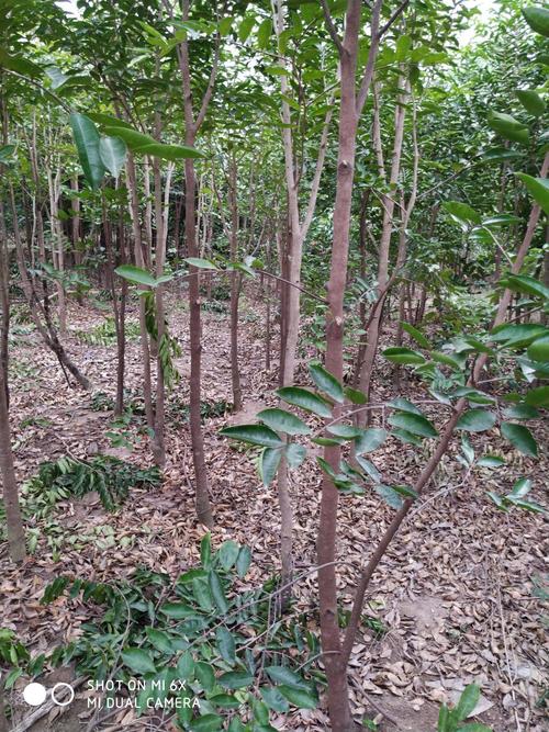 奇楠沉香树 沉香奇楠木 正宗奇楠木嫁接苗 带泥发货2年苗1米5至2米