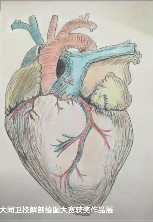 原来解剖图可以这么美~大同卫校解剖绘图作品集锦