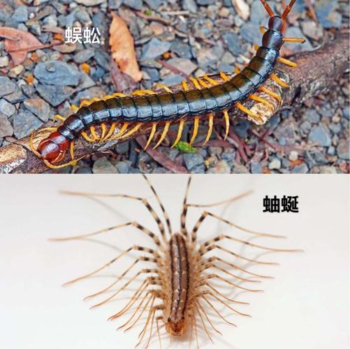 其它 蚰蜒 写美篇 像蜈蚣而略小,体色黄褐,有细长的脚十五对