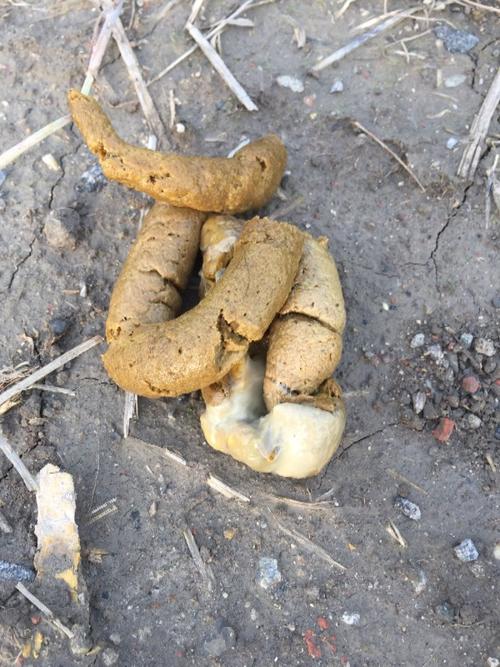 求助,家里的狗狗拉出来的是肠粘膜么?