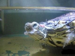 如何分辨乌龟是水霉病还是蜕皮?