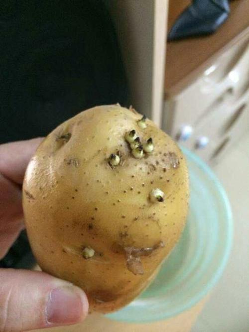 科学探究之土豆发芽的因素