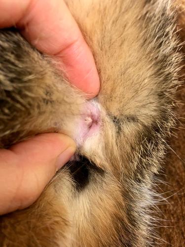 猫咪外肛门有白色小包