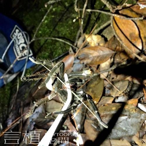 高地的缨毛蛛