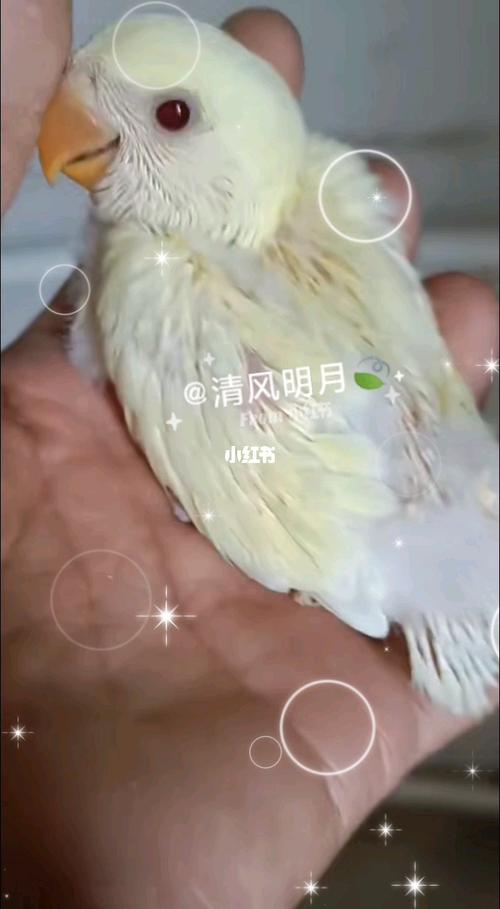 日银半毛雏鸟_鹦鹉_牡丹_手养牡丹鹦鹉_宠物_宠物其他