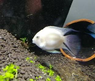 迷你白金鹦鹉鱼 鹦鹉鱼 观赏鱼 热带鱼 宠物鱼3-4厘米