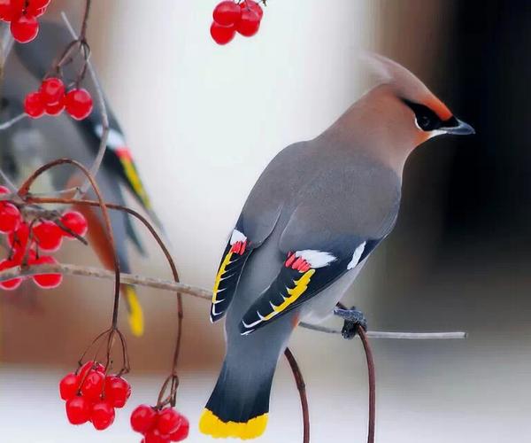 这"布谷布谷"的鸟叫声是成都郊县郫县口音.