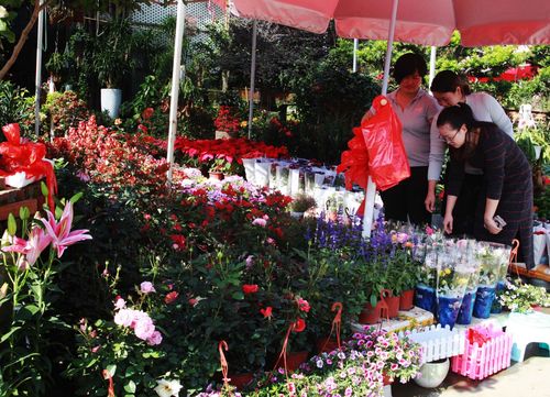 鹏城春来早龙岗东部花卉世界百花争艳绽春光