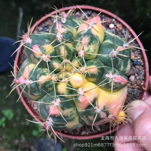 多肉绿植 大号海王锦 仙人球 自根 侧芽长的 7-8cm 盆栽