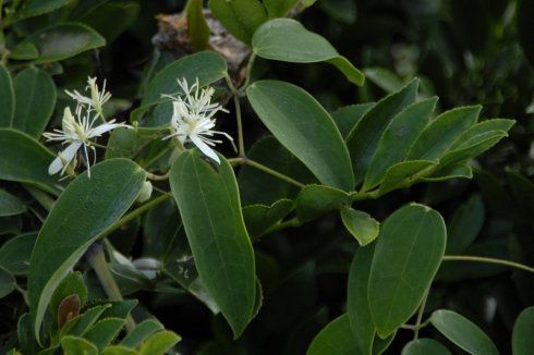 威仙灵和威灵仙有什么区别