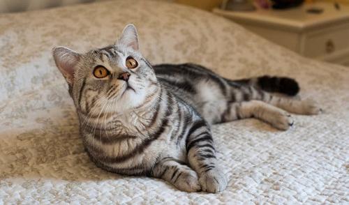 10.美国短毛猫