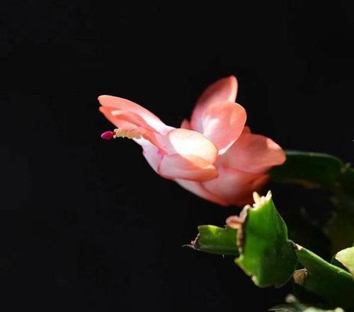 蟹爪兰真好看,开起花来像大雁