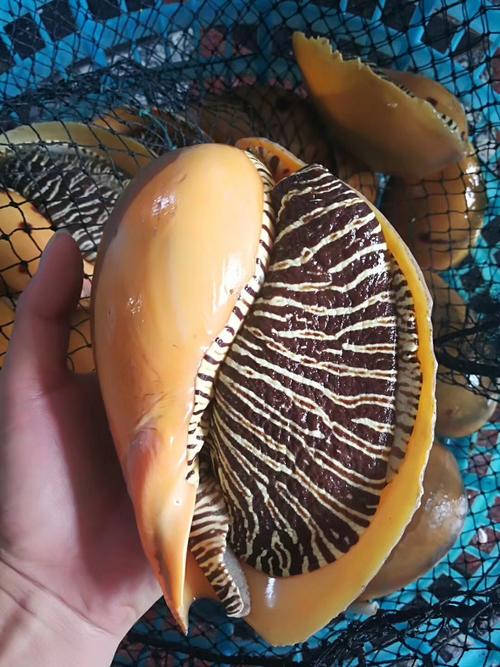 喜欢大黄螺鲜活的还喜欢