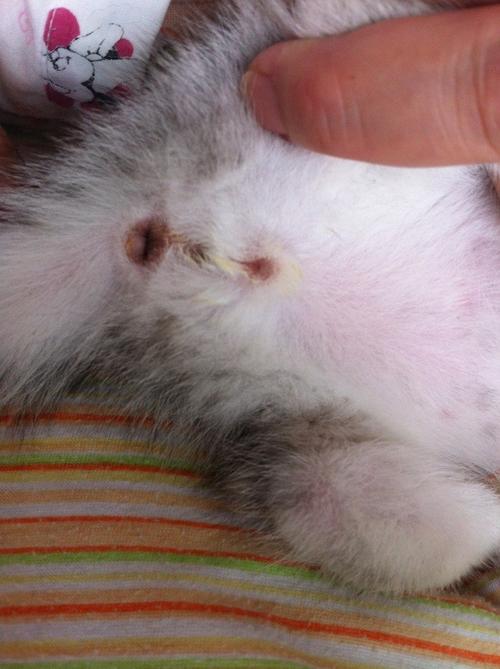 小猫怎么分辨公母,急!