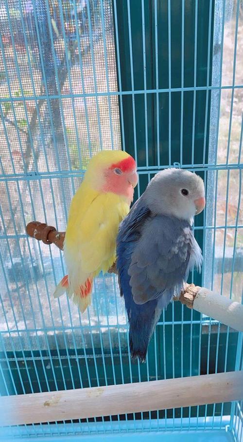 牡丹鹦鹉美图欣赏