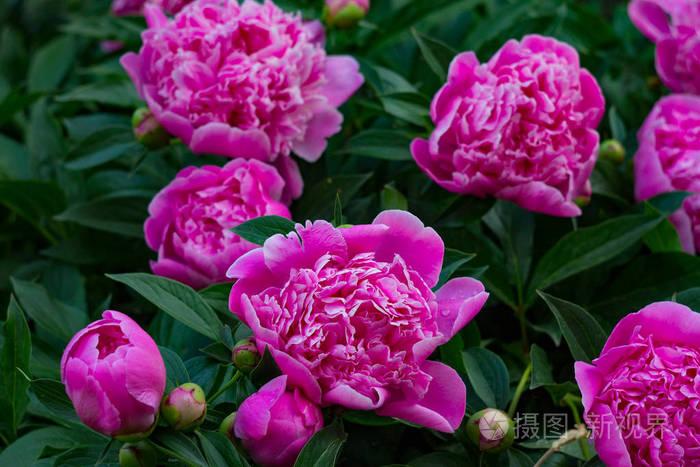 紫罗兰粉红色牡丹花