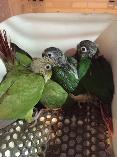 黄边小太阳鹦鹉活体_黄边小太阳鹦鹉_小太阳鹦鹉幼鸟