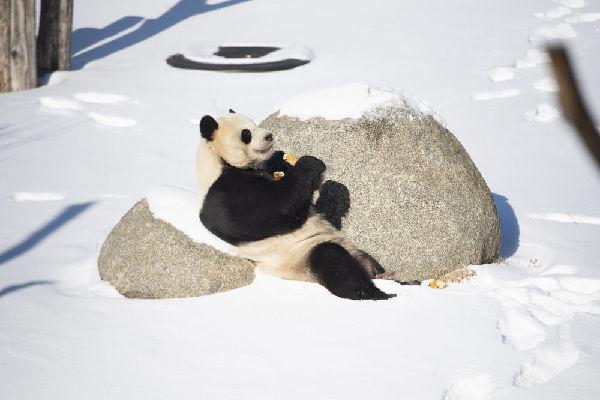 全球连线国宝大熊猫乐享雪趣