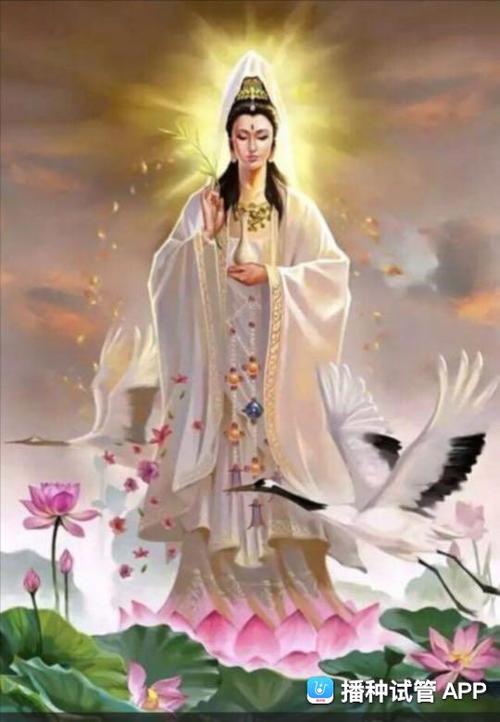 [试管婴儿]大慈大悲的观世音菩萨,信女跪求