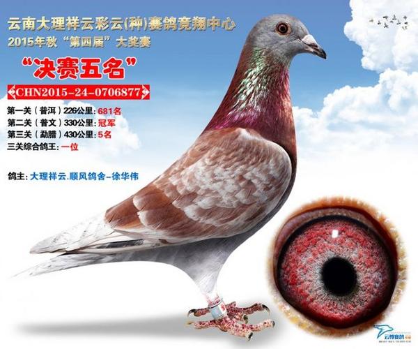 云南彩云三关鸽王 — 116赛鸽网