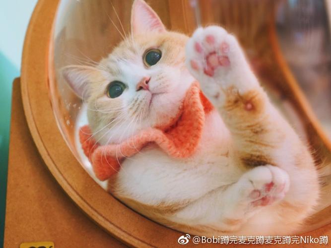 主题:兔子们你们知道有一只叫波比的猫吗,真的好可爱呀!