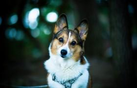威尔士柯基犬桌面壁纸 柯基犬壁纸,狗狗壁纸,动物壁纸,犬壁纸,高清