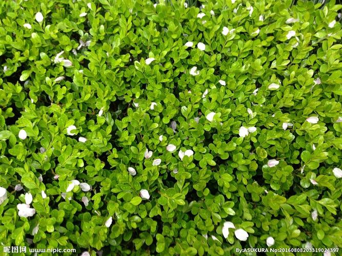 绿叶与小白花图片