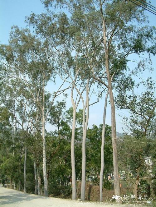 柠檬桉eucalyptuscitriodora花卉图片网