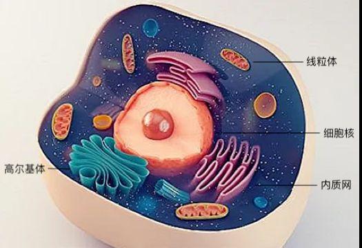 线粒体|细胞器|微丝