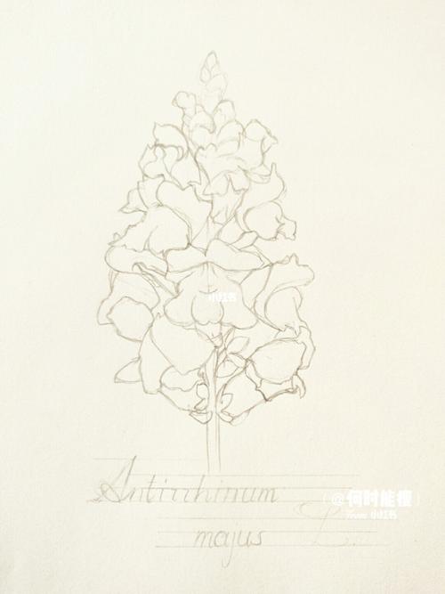 金鱼草手绘_手绘_阴影_文化_绘画