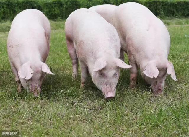 猪群无名高热,用这一招轻松判断是不是非瘟