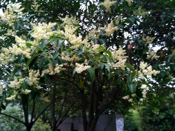 夏花似满树碎玉