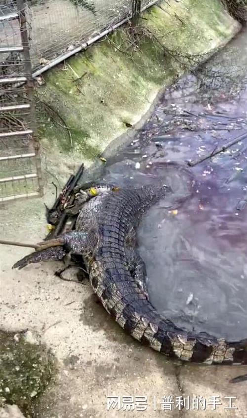 太委屈200斤的鳄鱼活活被淹死发生了什么鳄鱼不是会游泳吗