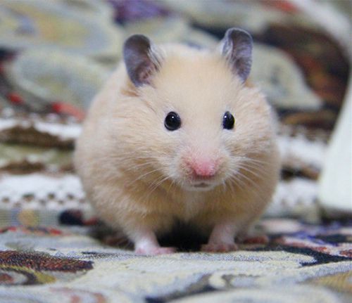 自家繁殖白熊黑熊米熊纯色眼圈黄金鼠仓鼠宝宝仓鼠活体