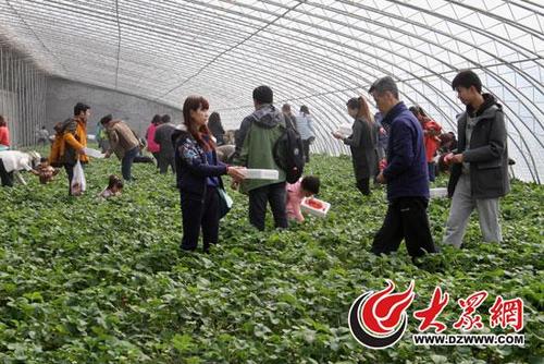网友们在泰安满庄镇曼华庄园草采摘草莓.记者 吴笛 摄