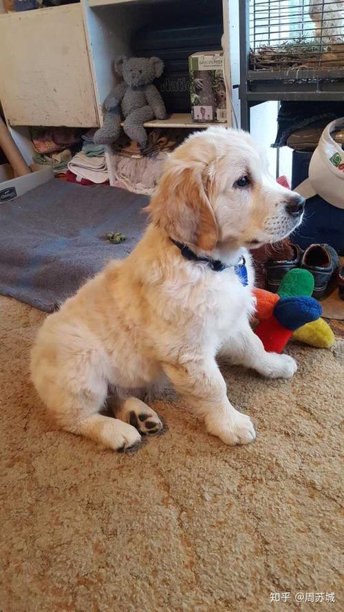 你养的宠物现在跟开始比发生了什么变化?