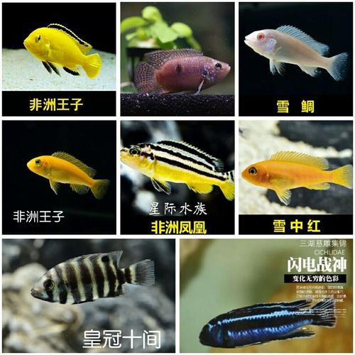 新三湖慈鲷活体马雕非洲王子热带观赏鱼小型淡水鱼好养易活活体